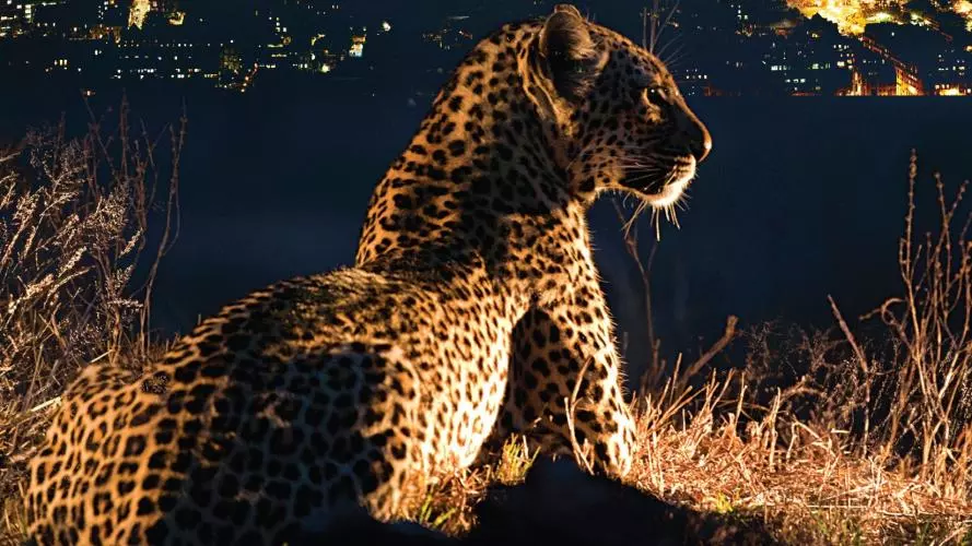 Book cover for 'Crooked Cats: Beastly Encounters in the Anthropocene' by Nayanika Mathur. The cover shows a leopard sitting down in the grass on a hill overlooking a town at night